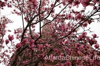 japanese_magnolia
