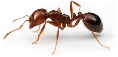Fire_Ant