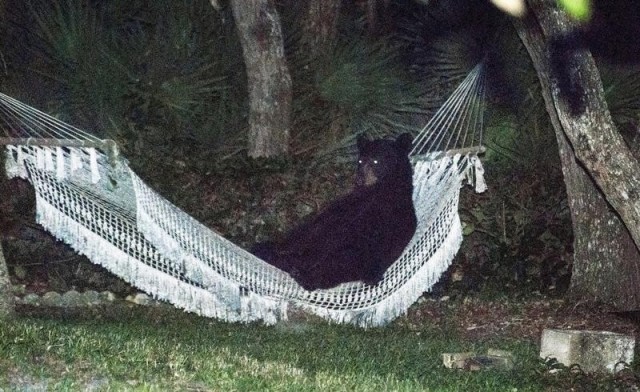 A black bear lies on a hammock at a residential back yard in Daytona Beach, Florida in this file photo taken on May 30, 2014. REUTERS/Rafael C. Torres