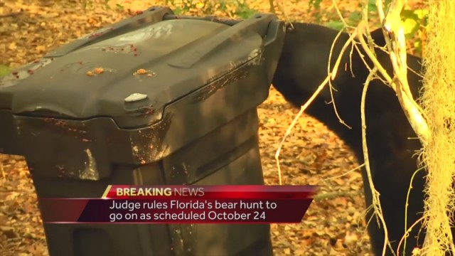 img-Judge-rules-Florida-s-bear-hunt-will-go-on-as-planned