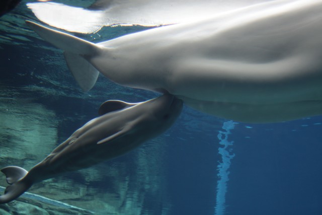 The new beluga calf at the Georgia Aquarium nurses at its mother's breast.