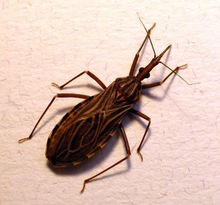 kissing bug2