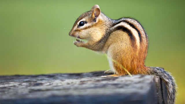 chipmunk-eating-nut