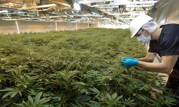commercial-marijuana-growers-2-06-26