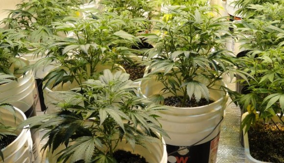 growing-medical-marijuana