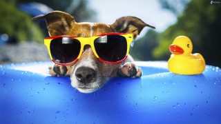 perro,-gafas-de-sol,-pato,-piscina-226266