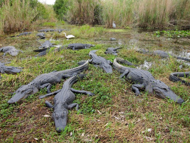 American-alligators-in-Everglades-National-Park-as-seen-from-Anhinga-Trail