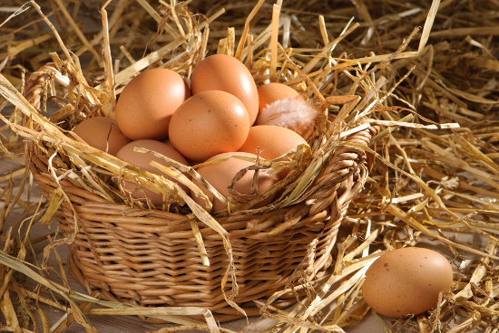 Clutch of freshly laid eggs in barn setting with straw