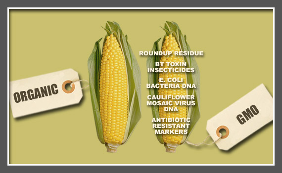 GMOFreeUSA_Website_Featured_03_GMOSafety