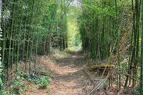 clyde-shepherd-bamboo-forest