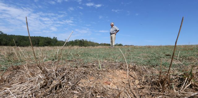 September 15, 2016 - Gordon County - Milton Stewart, 79, surveys one of his drought damaged fields. He has several hay fields in and around Gordon county that have been decimated by drought and army worms. Northwest Georgia is the hardest hit corner of drought-plagued Georgia. Some counties have lost 85% of hay and cotton crops to drought and army worms. BOB ANDRES /BANDRES@AJC.COM