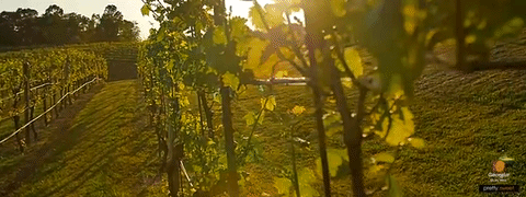 群山中的葡萄庄园