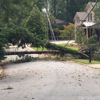 热带风暴过后，树遭殃了，你该怎么办？