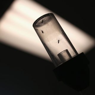 西尼羅病毒襲擊喬治亞州，已有一人死亡，多人感染