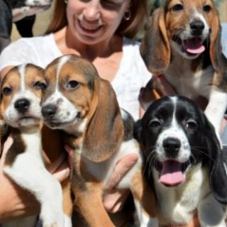 美国宠物小狗粪便感染人数上升至67人 遍布15州