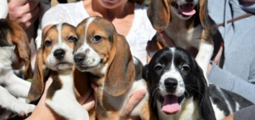 美国宠物小狗粪便感染人数上升至67人 遍布15州
