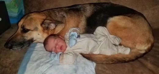 狗狗半夜出現在嬰兒房間，主人查看監控感嘆：還好當初沒把它送走！