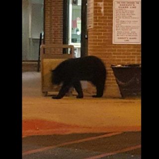 熊出没 | 黑熊惊现亚城监狱，MARTA车站，溜达了