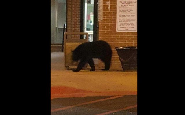 熊出没 | 黑熊惊现亚城监狱，MARTA车站，溜达了