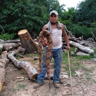 美國一林業工人發現碩大銅斑蛇令人瞠目