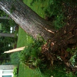 邻居家的树倒你家院子里，咋整？