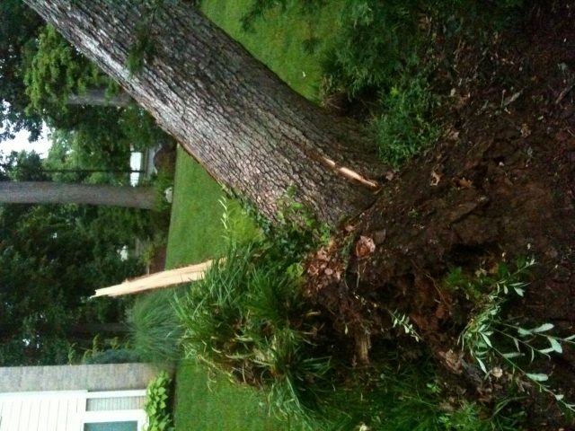 鄰居家的樹倒你家院子里，咋整？