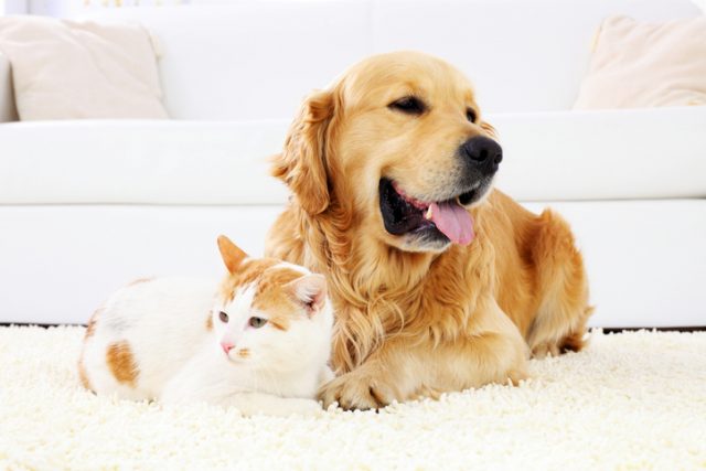 健康| 从猫狗宠物身上易得的10种疾病 美国兽医协会教您如何预防
