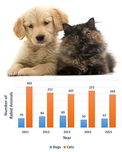 健康| 从猫狗宠物身上易得的10种疾病 美国兽医协会教您如何预防