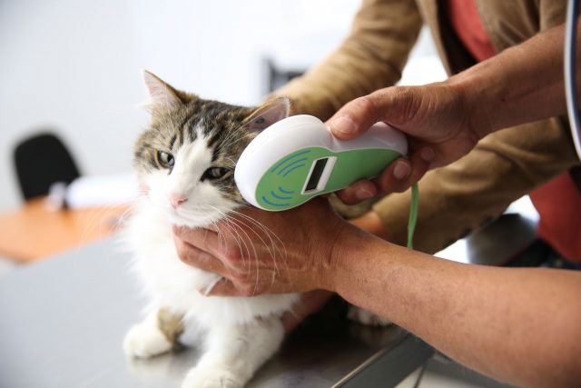 健康| 從貓狗寵物身上易得的10種疾病 美國獸醫協會教您如何預防