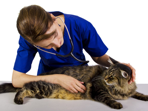 健康| 从猫狗宠物身上易得的10种疾病 美国兽医协会教您如何预防
