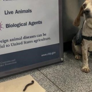 亞特蘭大機場檢疫犬聞出旅客行李中的不速之客