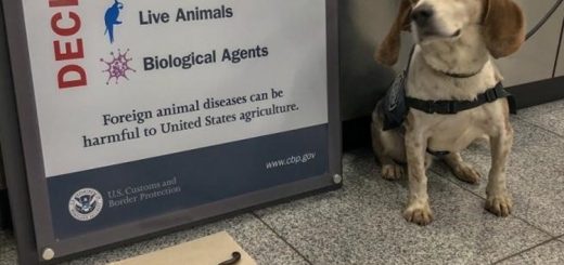 亞特蘭大機場檢疫犬聞出旅客行李中的不速之客
