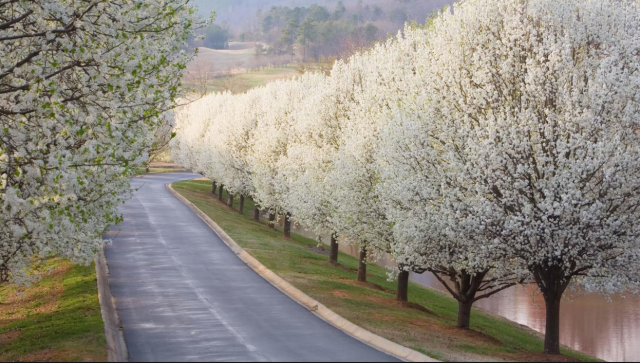 亚城的朋友们注意了 院子里有这种树要小心 亚特兰大生活网