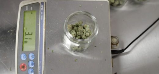 大麻合法化渐成趋势，佐治亚州参议院通过医用大麻精油提案