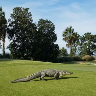 美国一高尔夫球场惊现大鳄鱼引球手低声惊叹