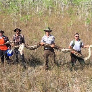 佛州國家保護區捕獲」移民「巨蟒，長逾17英尺，重百餘磅
