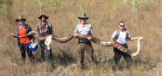 佛州國家保護區捕獲」移民「巨蟒，長逾17英尺，重百餘磅