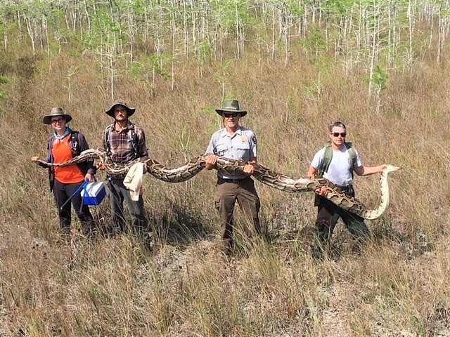 佛州国家保护区捕获”移民“巨蟒，长逾17英尺，重百余磅