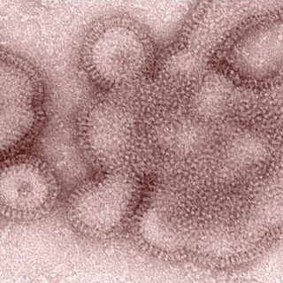 兩波流感病毒創造了美國十年來最長的流感季
