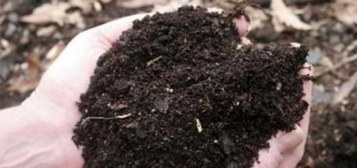 华盛顿州即将签署全美首个人类遗体堆肥法案