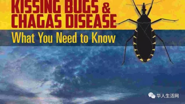 致命危險！CDC警告：接吻蟲入侵北美，全美蔓延中 被叮咬恐死亡！