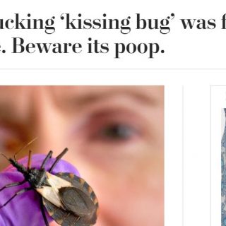 致命危險！CDC警告：接吻蟲入侵北美，全美蔓延中 被叮咬恐死亡！