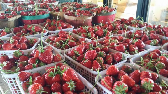 又是一年采摘季 | 亚城的草莓农场 你去过几家?