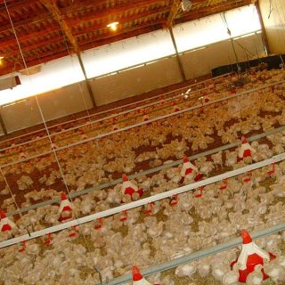 禽肉加工商被指合謀操縱雞肉價格 司法部介入調查