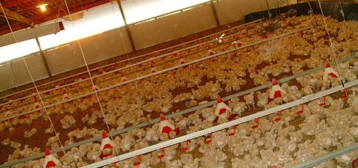 禽肉加工商被指合谋操纵鸡肉价格 司法部介入调查