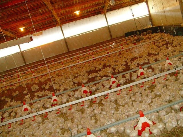 禽肉加工商被指合謀操縱雞肉價格 司法部介入調查