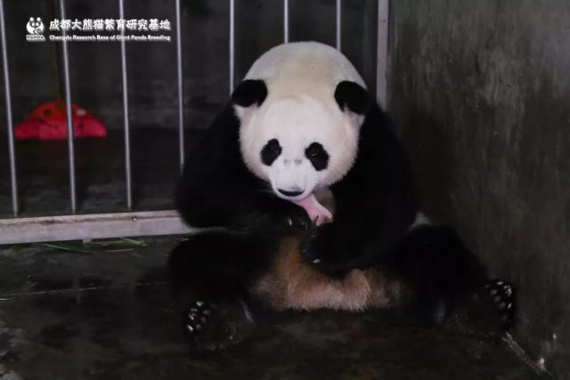 亚城的那个功夫熊猫生了！这个世界纪录创的牛！