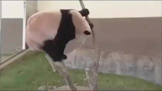 亞城的那個功夫熊貓生了！這個世界紀錄創的牛！