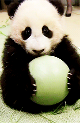 熊猫吃零食表情包GIF图片