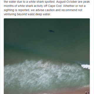 麻州度假勝地驚現150多隻大白鯊 海灘被迫關閉